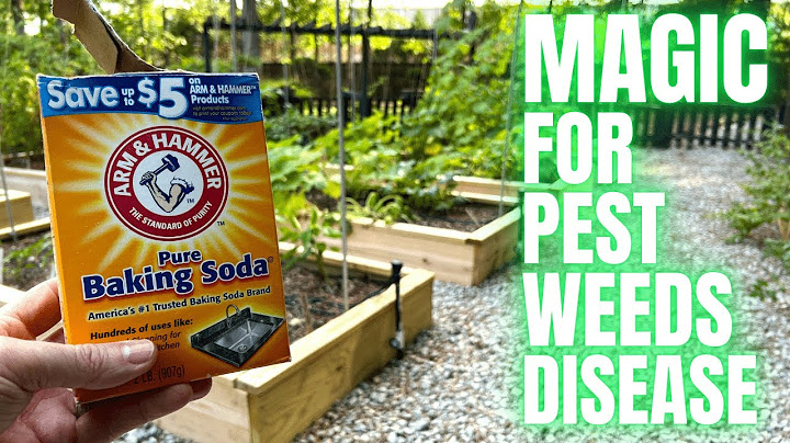 Add Baking Soda To Your Vegetable Garden And Watch What Happens
