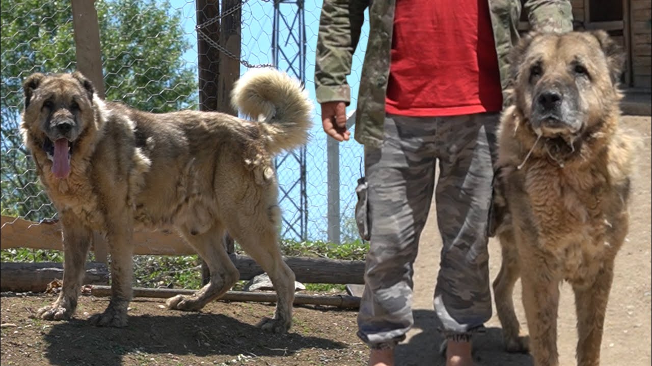 ESKİ SOY KÖPEKLER ÇOCUKLUĞUMA GERİ DÖNDÜM !! ESKİ HAS KANGAL KÖPEKLERİ, AKBAŞ VE ÇOBAN KÖPEKLERİ