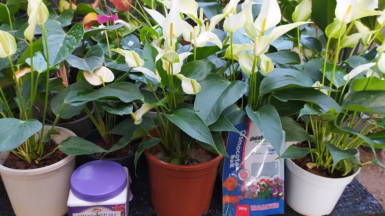 කොච්චර කරත් ගස්වල මල් එන්නේ නෑ කියන අයට මගේ මල් වාගාවේ ගහ පිරෙන්න මල් ගන්න විදිහ දැන ගන්න ඔනිද? 