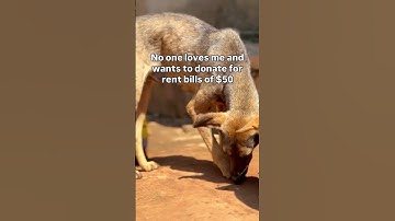 Every bit of your donations counts towards paying shelter rent bills 💔🙏  Link in bio to donate