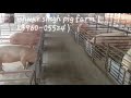 Pig farm in haryana