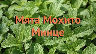 Мята обыкновенная Мохито Минце (mokhito-mintse) 🌿 обзор: как сажать, саженцы мяты Мохито Минце Мята обыкновенная Мохито Минце (mokhito-mintse) 🌿 обзор: как сажать, саженцы мяты Мохито Минце