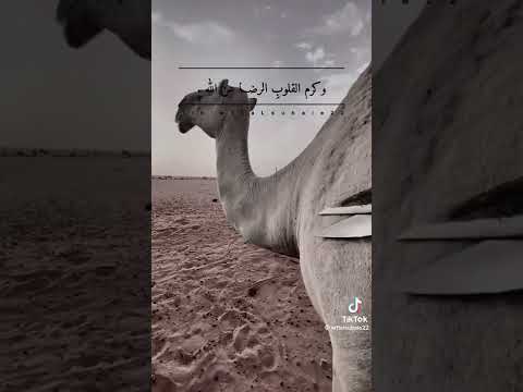 يقول عمر وجدنا خير عيشنا في الصبر