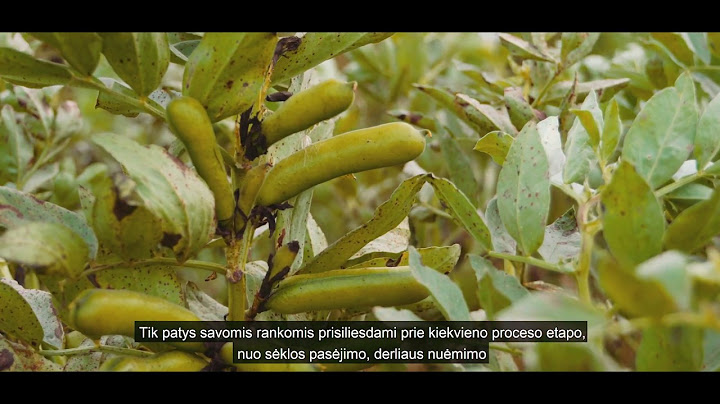 CHOICE vištų gyvenimo sąlygos ECOAGROFARM ūkyje