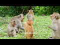 baby monkey Joy like and frienfly baby monker Biven