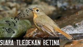 Download Lagu Tlendekan gunung betina memanggil | Terngiang burung MP3