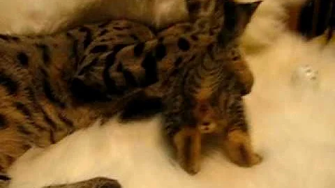 Watch the video about Kong F2 Savannah kitten and Jambu F1 4 weeks.avi