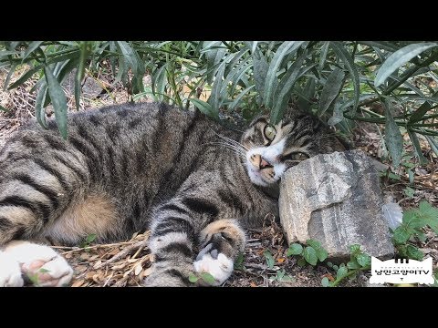길고양이들, 하루라도 안 가면 안 되는 일이 조금은 해결 되었습니다The  feeding <strong>station</strong> <strong>for</strong> stray cats
