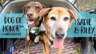 Dogs Walk Down The Aisle With GoPros For Their Humans' Wedding Day | FairyTail Pet Care