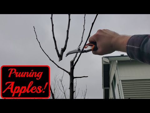 How To Prune 2 Year Old Apple Trees | Modified Central Leader