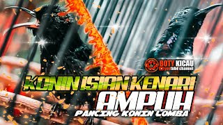 pancingan dan masteran konin ( konin isian kenari )