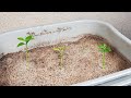 Growing Lemon Trees from Seeds, Days 0-47