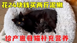 To give birth to the black cat to mend the body  24 yuan to buy back 2kg loach  wolf road eye prote