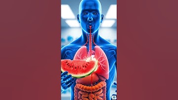 What Happens Inside Your Body When You Eat Watermelon 🍉 | 3D Transparent Animation – InnerVerse 3D