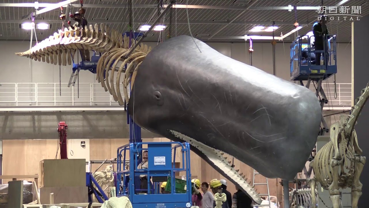 マッコウクジラの全身骨格がやってきた 大哺乳類展２ Youtube