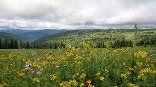 2 minutes of tranquility - Experience a high plateau meadow in Granby Provincial Park, BC Canada.