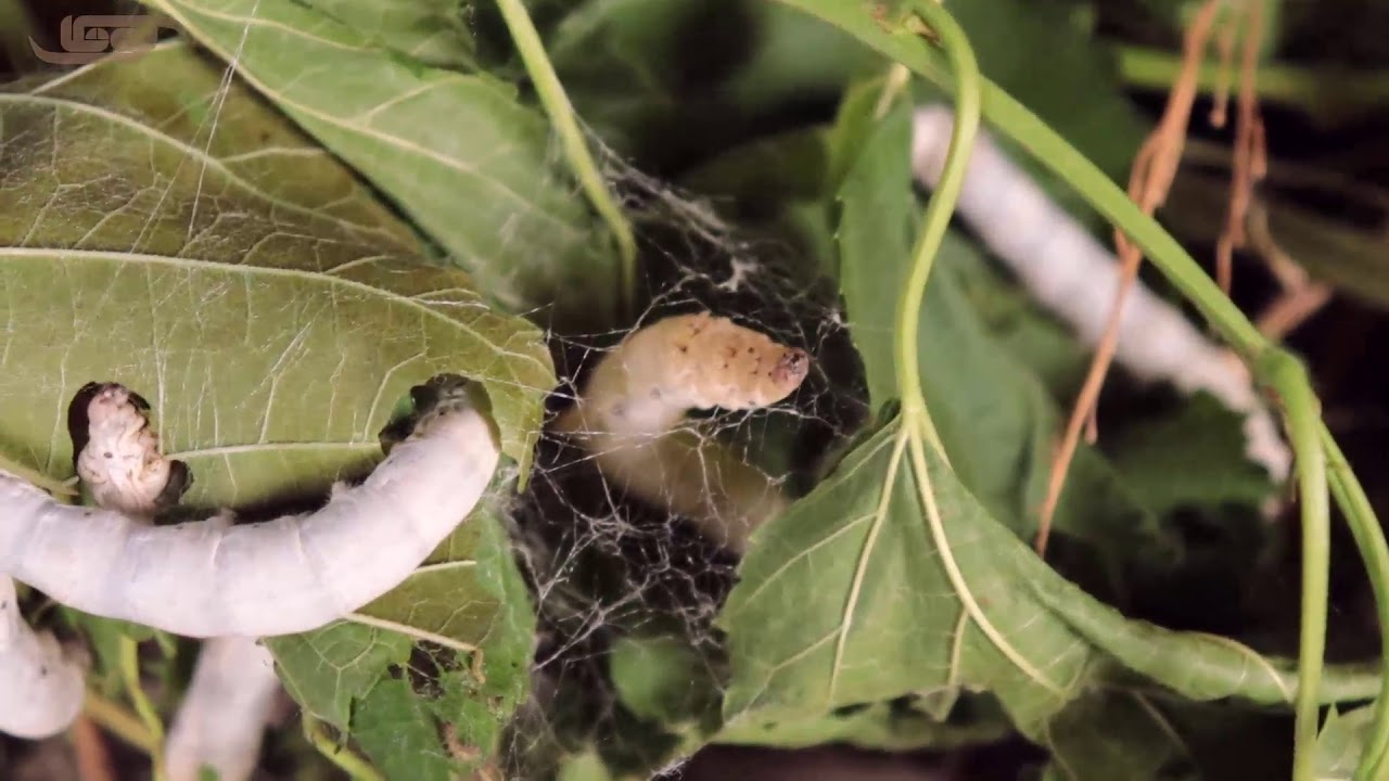 Sericulture YouTube