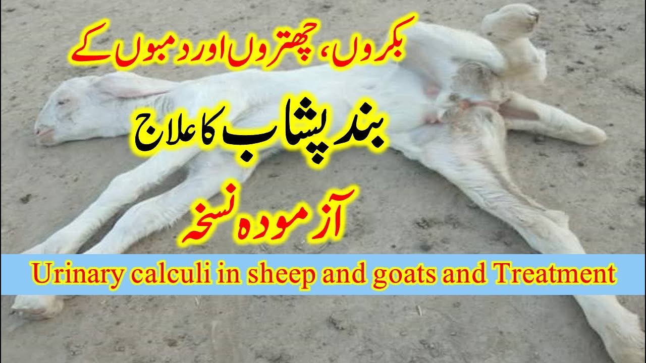 Urinary calculi in sheep and goats and Treatment بکروں ، چھتروں اور