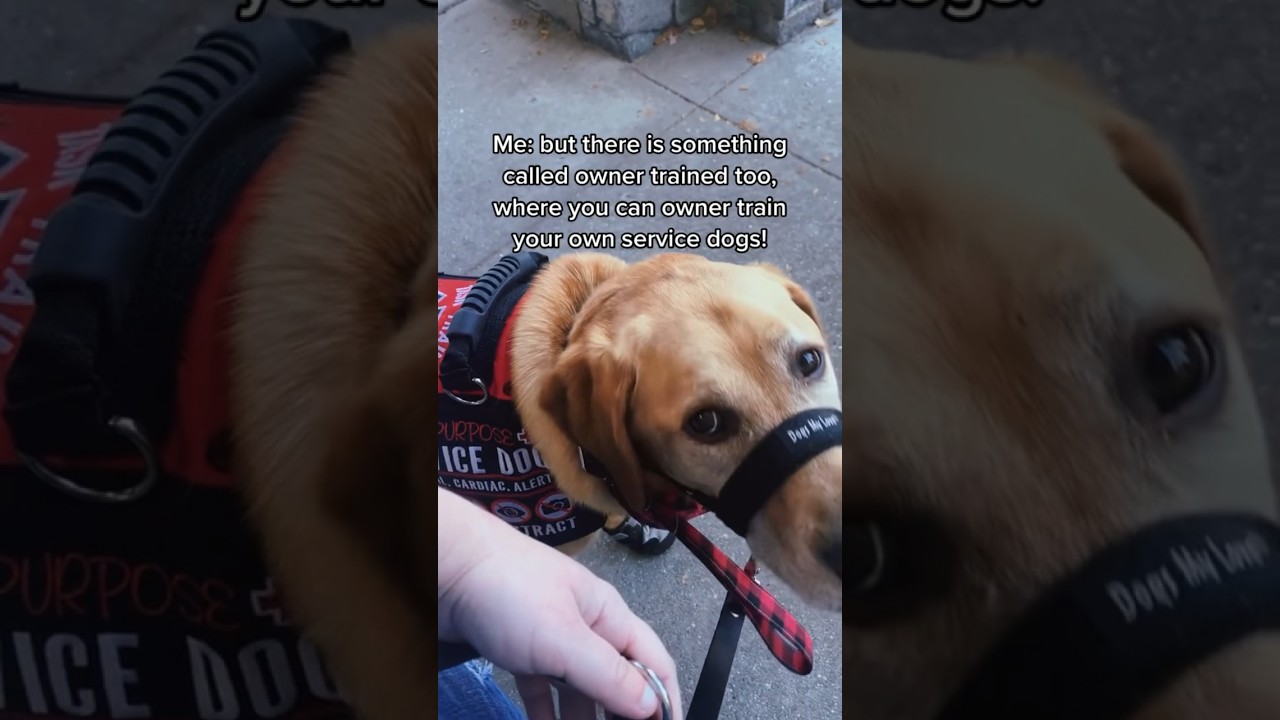 Kind Lady Wondering How To Get Service Dog And How It Works servicedog Kind Lady Wondering How To Get Service Dog And How It Works servicedog