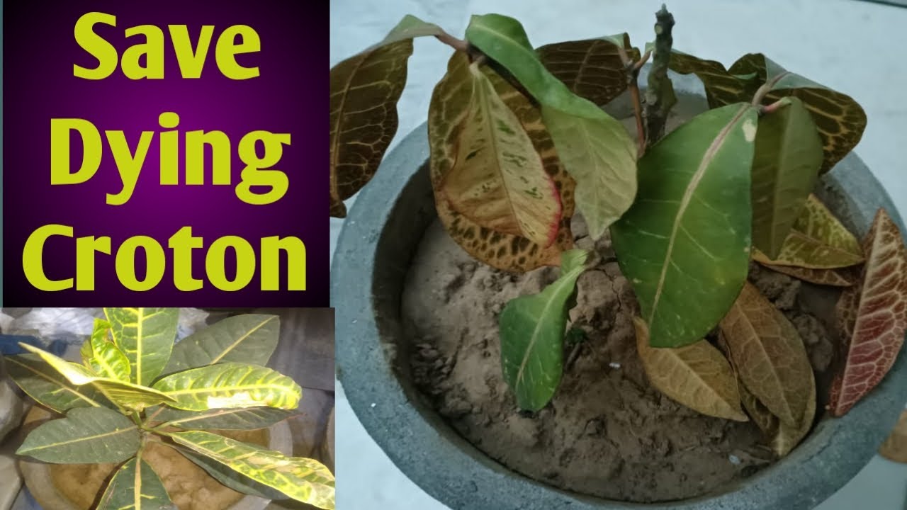 Save Dying Croton Plant // आओ बचाये क्रोटोन प्लांट को YouTube