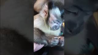 Monkey Brothers share crickets #monkey #brothers #snack #crickets