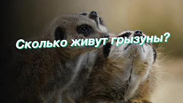 Сколько живут грызуны?