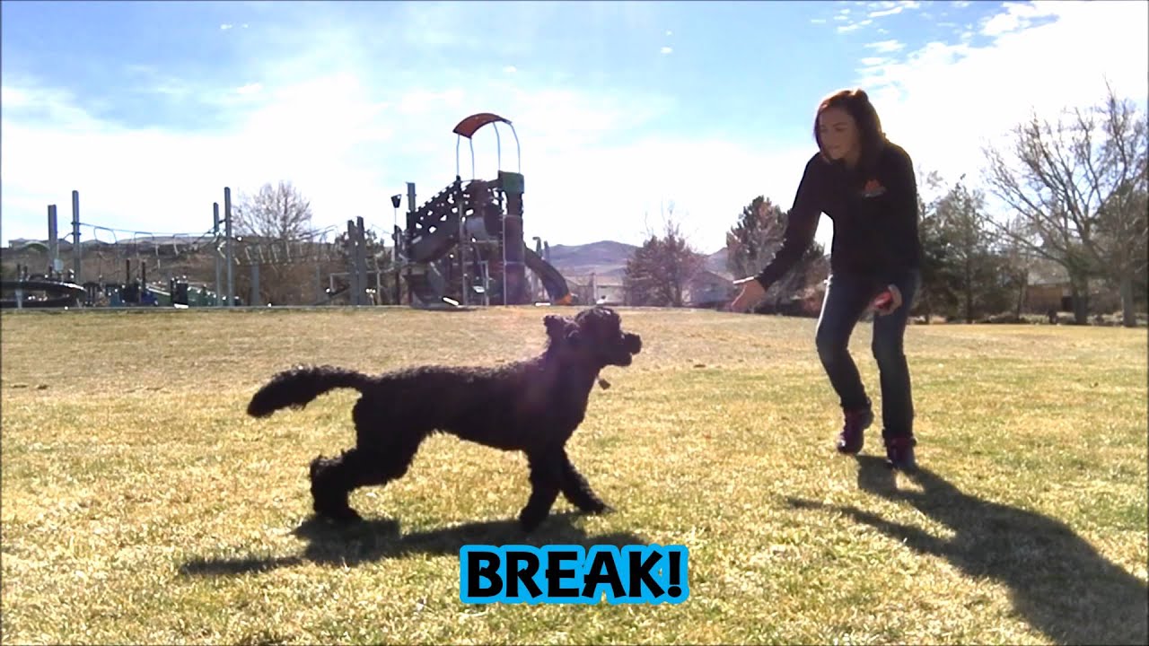 10 Month Old Labradoodle Puppy Obedience Training; Best Dog Trainer Reno, Nv YouTube