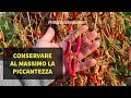 Essiccare Peperoncino al meglio