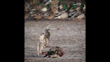 Сокол сапсан атаковал сидячую утку!