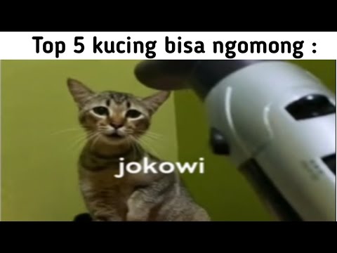 Kucing Bisa Ngomong Sendiri