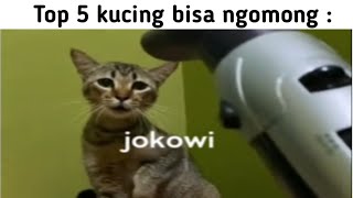 Top 5 kucing bisa ngomong.