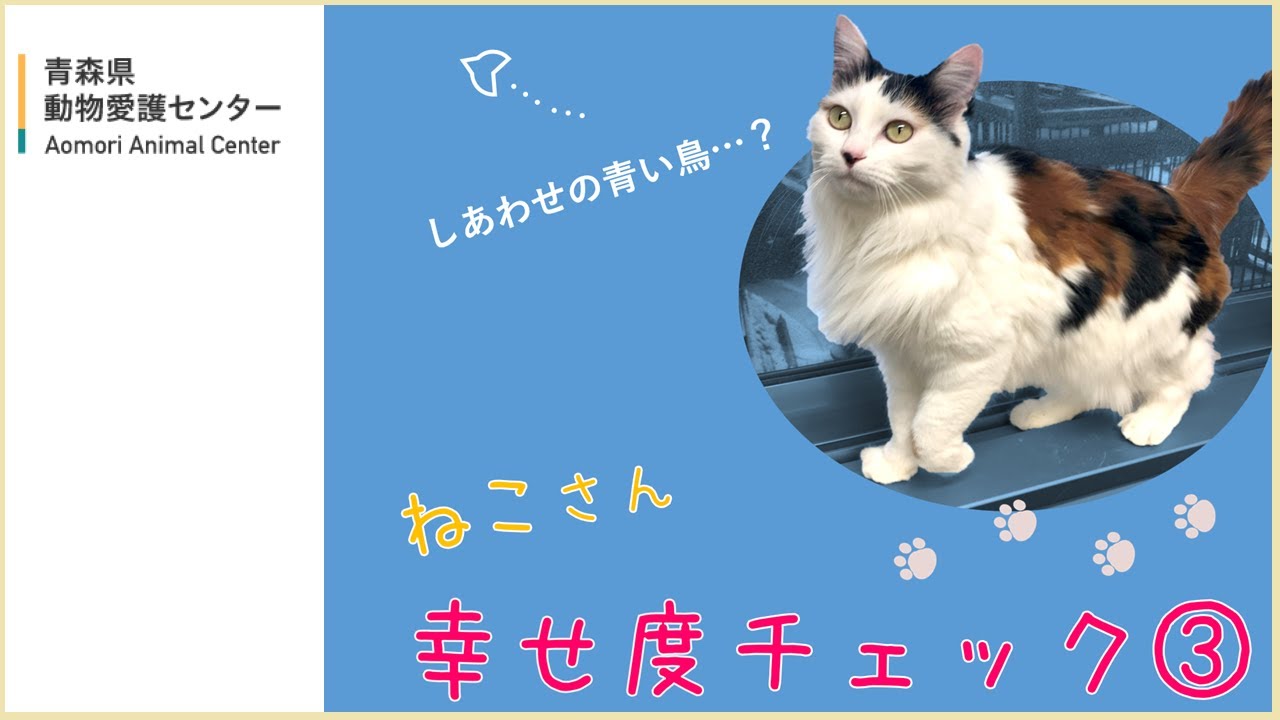 ねこさん幸せ度チェック③ - YouTube