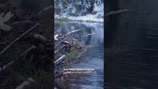 Busy Beavers Build Back Dam After Collapse