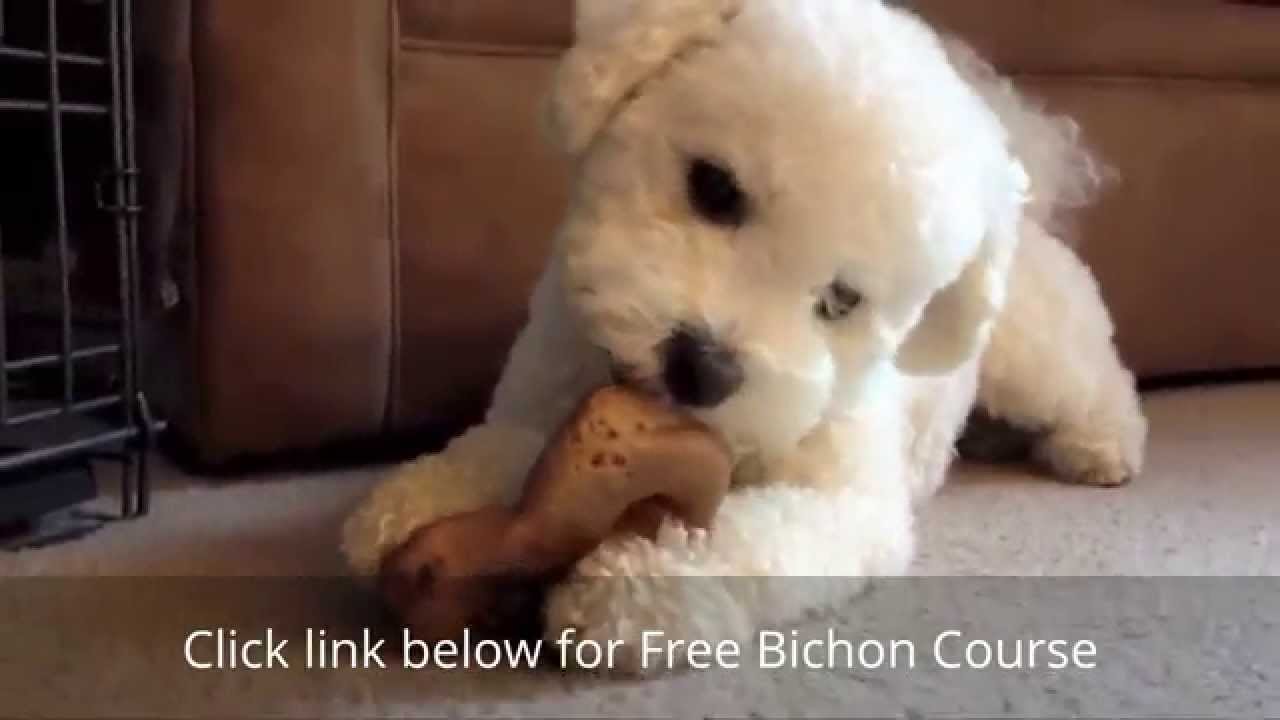 bichon potty training