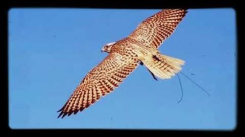 سورة الفيل وسورة قريش (مقام نهاوند ) بصوت الشيخ #المنشاوي