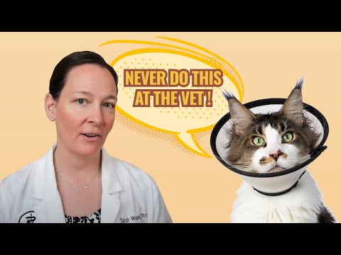 Vidéo: Choses que vous ne devriez jamais faire dans une clinique vétérinaire