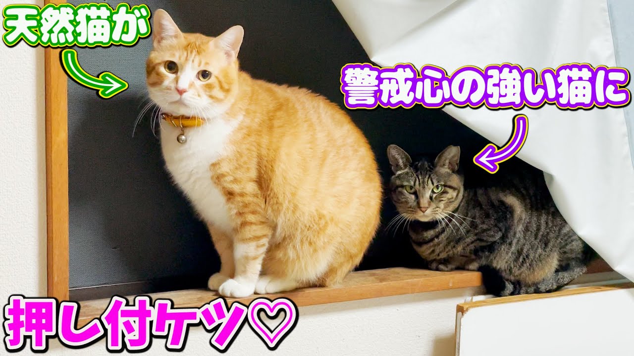 元野良猫 天然なオス猫が警戒心の強いメス猫に押し付ケツ Youtube
