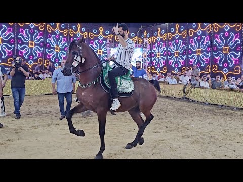 الكوماندا النسخة الجديدة و سيد البيطار حفلة اولاد شرشير طنطا 