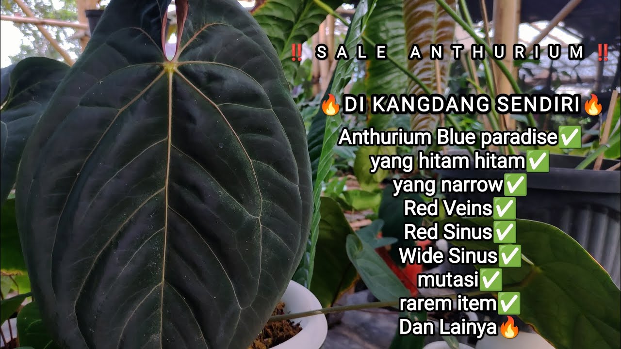 MAU NYARI ANTHURIUM KUPING GAJAH SEPERTI APA? DI SINI ADA🤭