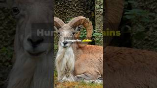 The Racka known for its curly and crimped wool and unusual spiral horns #horn #natureanimal #shorts