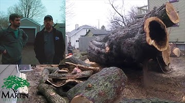 Massive Maple Tree Removal!