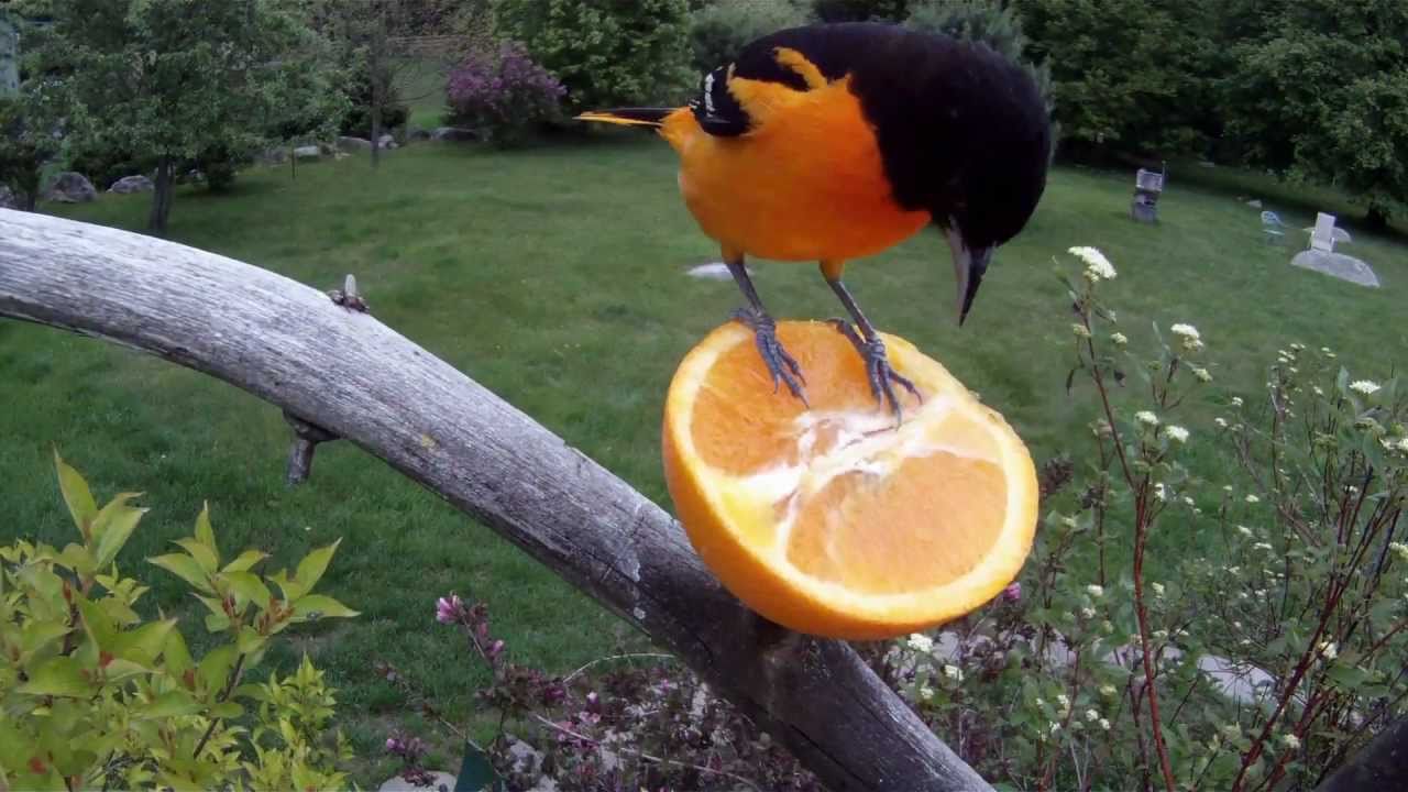 Baltimore Oriole with the GoPro Hero HD