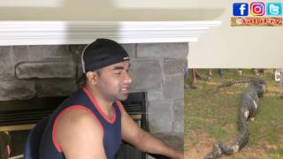 Python Swallows Goat Whole | Live No Edi Reaction | Aalu Fries