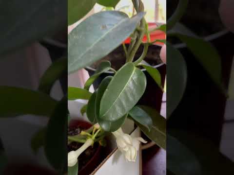 Video: Stephanotis Flowers - Info om Stephanotis Flower Krukväxt