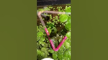 Thumbnail of Fish portal#short ￼#bloodworm #DuckWeed￼