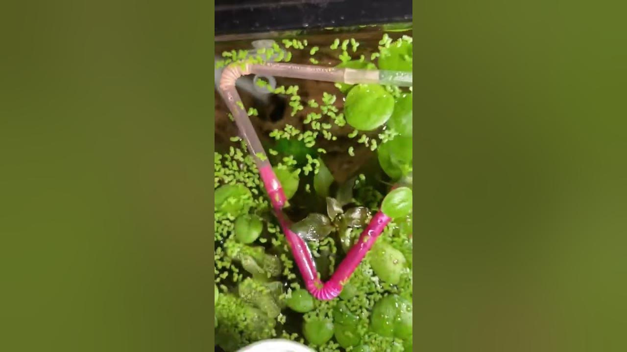 Fish portal#short ￼#bloodworm #DuckWeed￼