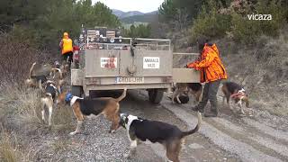 Aren caza de jabali 🐗La Magia de Aren 2019-2020 Borja y Txirula perros y perreros espectaculares