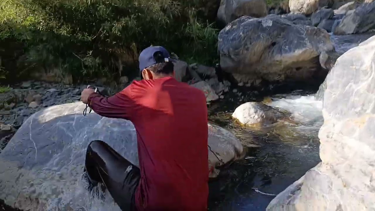 #How to catch trout fish with net cast#Caught trout fishes with net#How to throw net cast#viral 