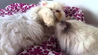 Cat Tries to Groom Other Cat by Shaylee S 121 views 10 years ago 43 seconds