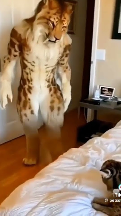 #funnycat #tiktok #tiktokvideo #tiktokviral #instareels #shortsvideo 😂🤣😃😀🤣🤣🤣😃